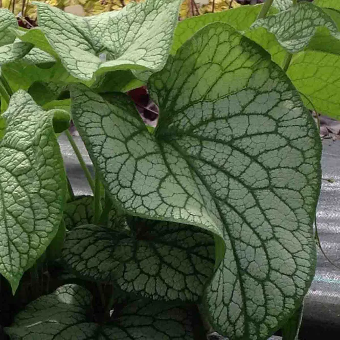 Hovedbilde Forglemmegeisøster 'Alexanders Great'