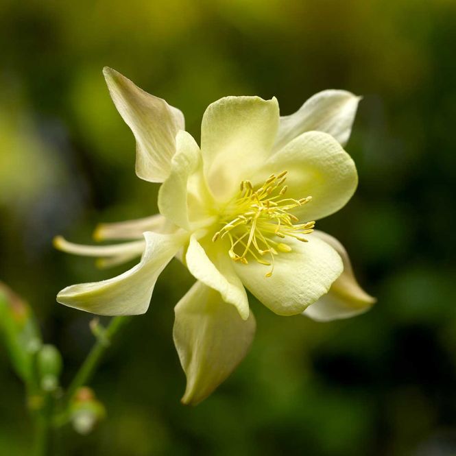 Hovedbilde Akeleie 'Kirigami gul'