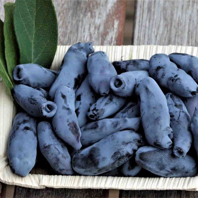 Hovedbilde Honningbær 'Aurora'