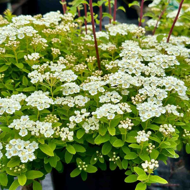 Nipponspirea 'Halwards Silver'
