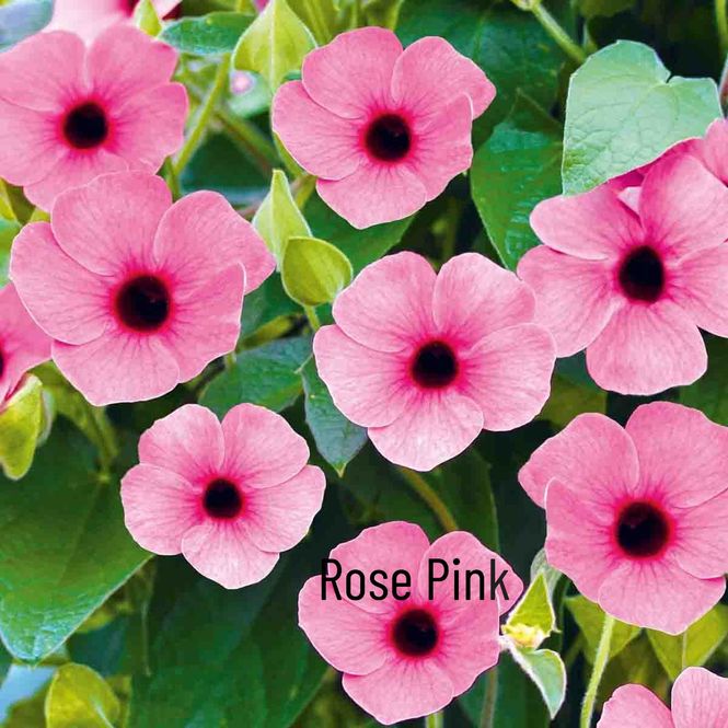 Hovedbilde Susanne med det sorte øye