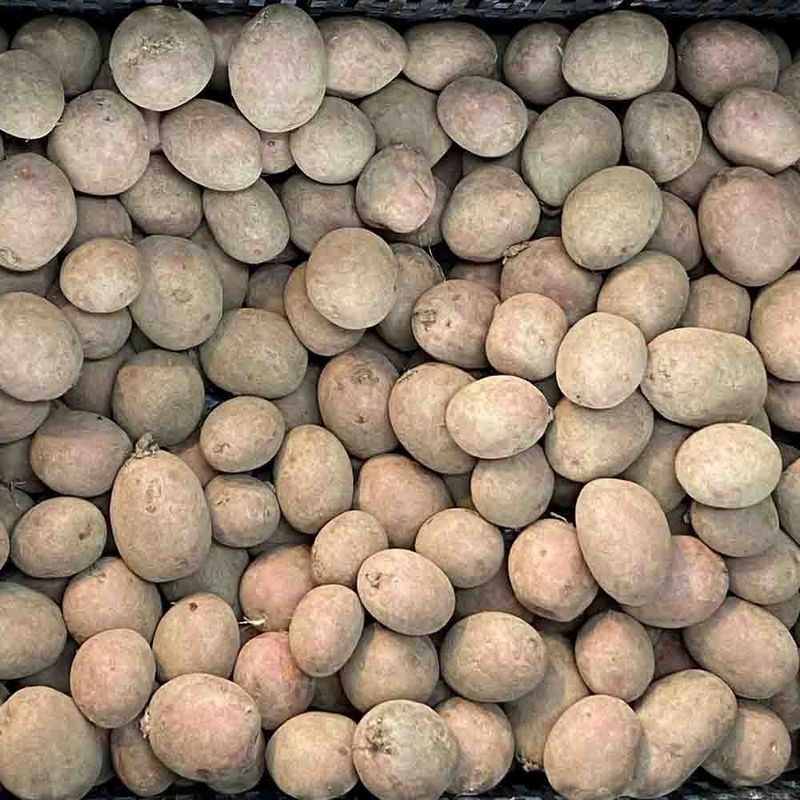 Settepotet, Nansen - pris per kilo