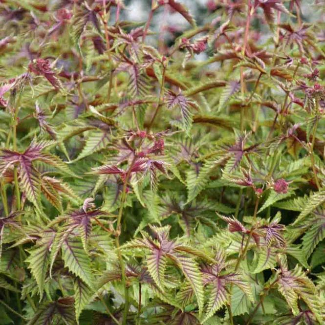 Hovedbilde Mjødurt 'Red Umbrella'