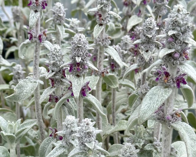 Hovedbilde Lammeøre 'Silver Carpet'