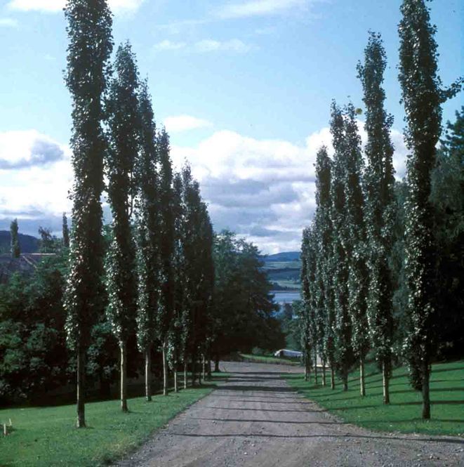 Hovedbilde Søyleosp 'Erecta'