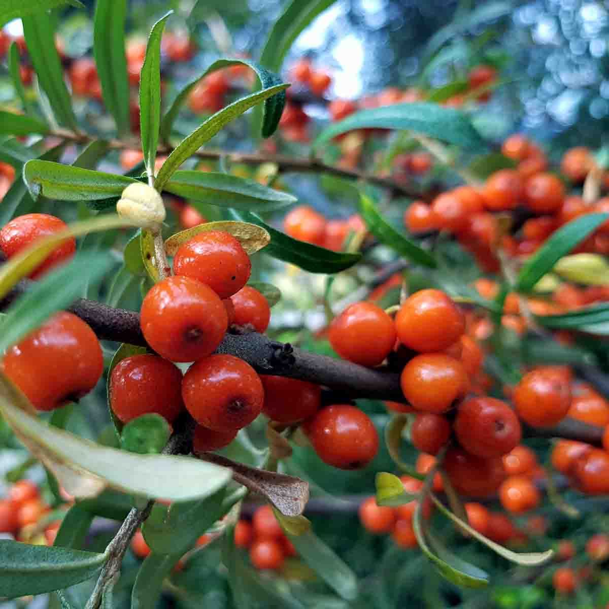 Tindved 'Leikora' - hunnplante