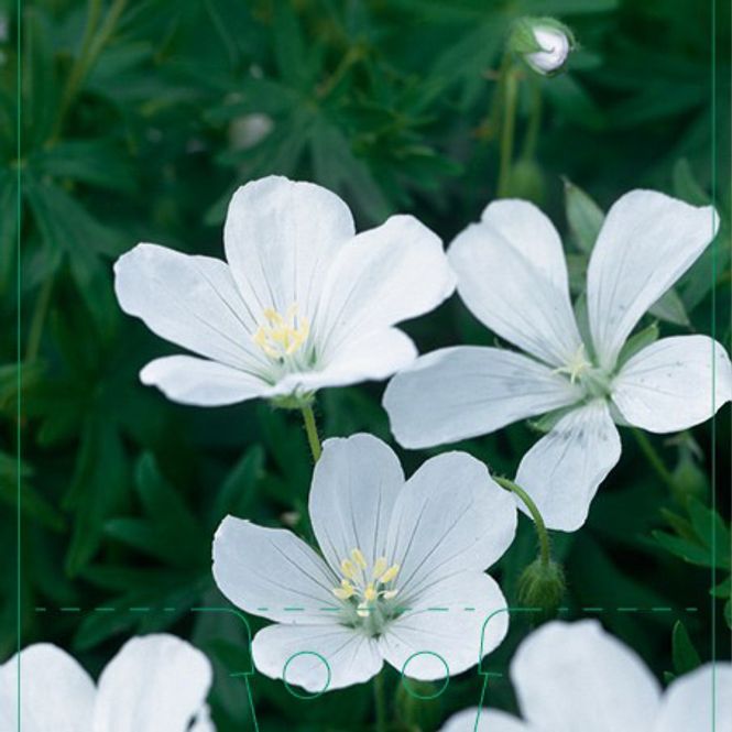 Hovedbilde Storkenebb, Blod- 'Album'