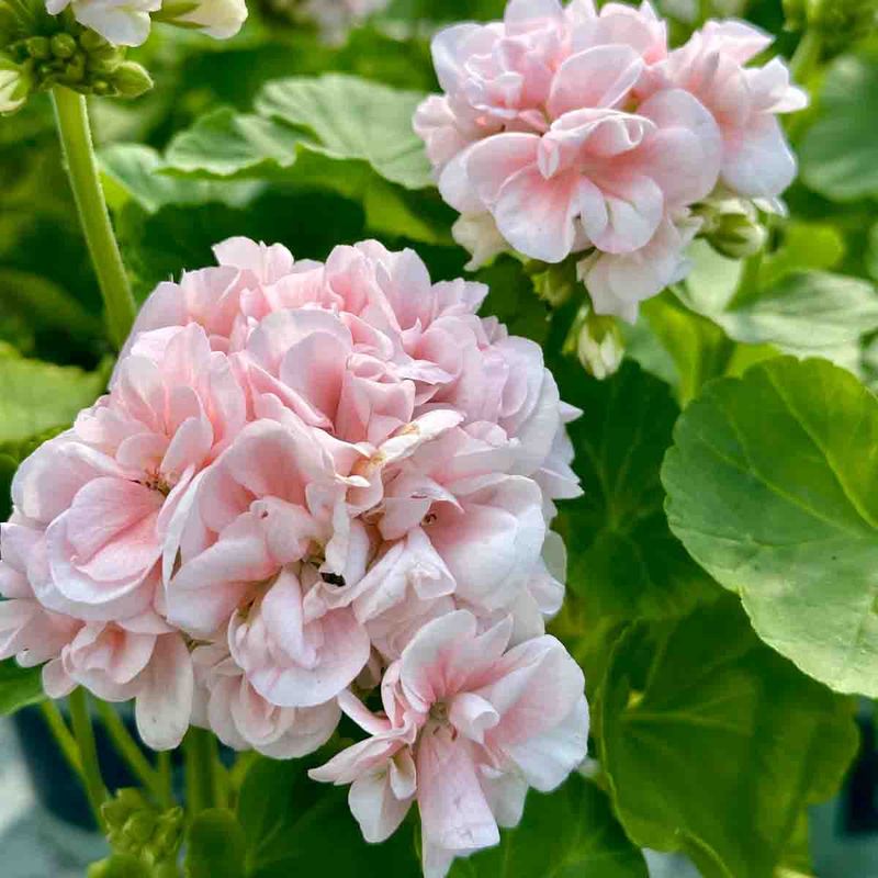 Pelargonia, Retro  'Dronning Ingrid'