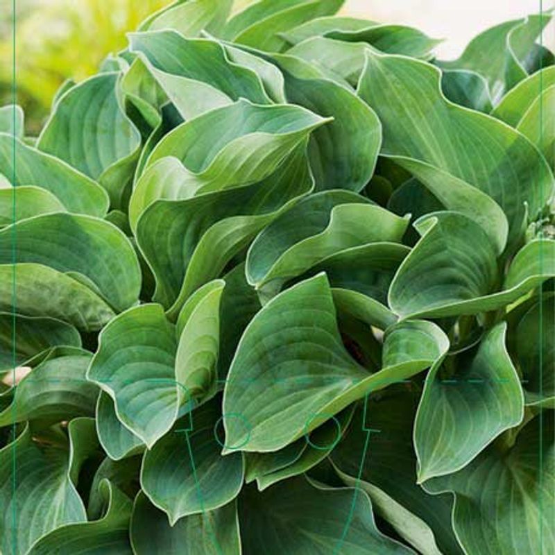Hosta  'Halcyon'