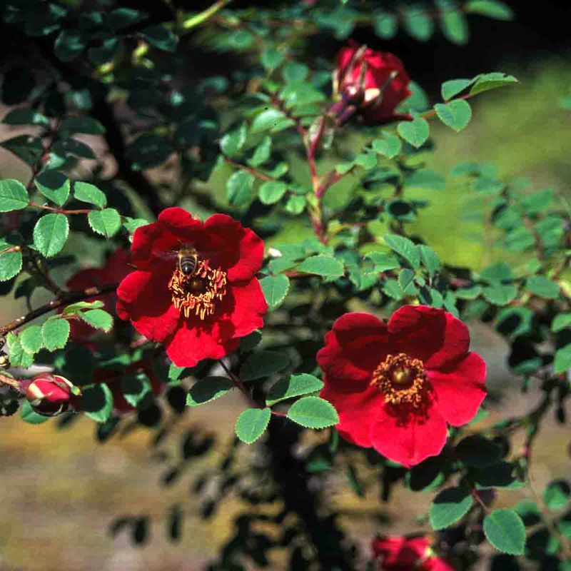 Mandarinrose 'Kristine' Busk-