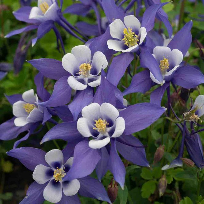 Hovedbilde Akeleie 'Kirigami, dypblå og hvit'