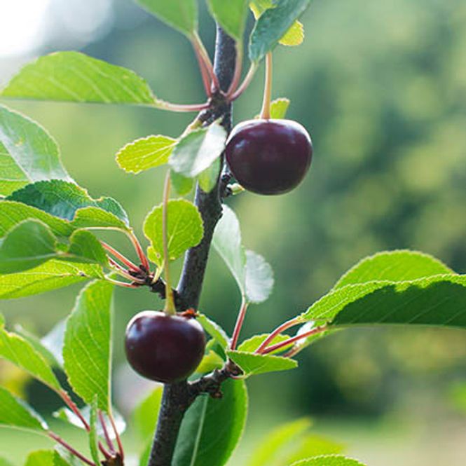 Hovedbilde Surkirsebær 'Athos'
