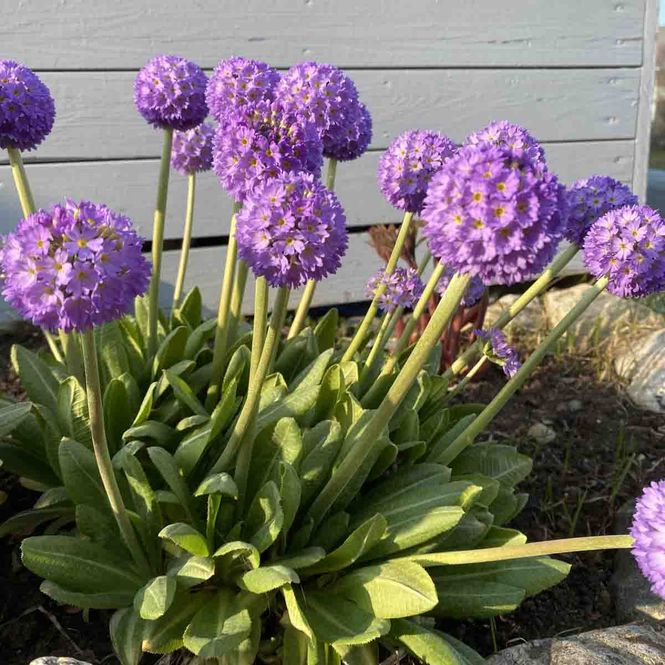 Hovedbilde Primula, Kule- 'Blue selection' lilla