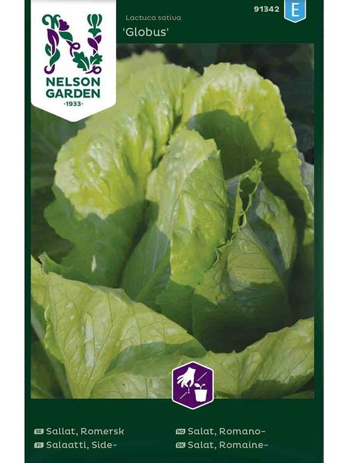 Hovedbilde Romanosalat 'Globus'