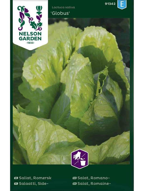 Romanosalat 'Globus'