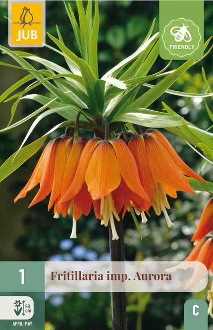 Hovedbilde Keiserkrone 'Aurora' 1stk