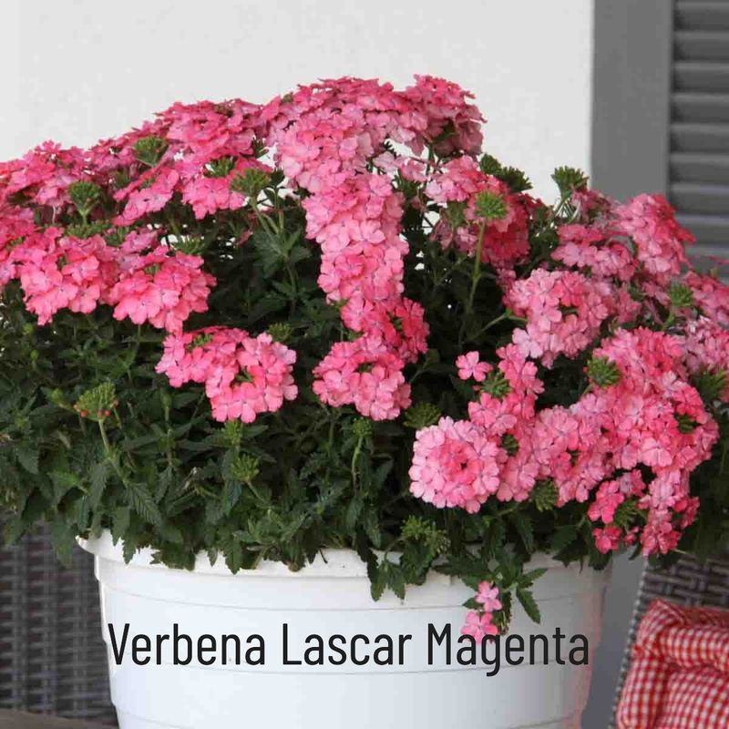 Verbena