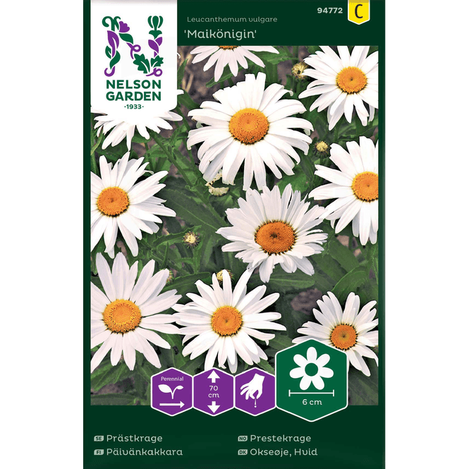 Hovedbilde Prestekrage 'Maikönigin' hvit