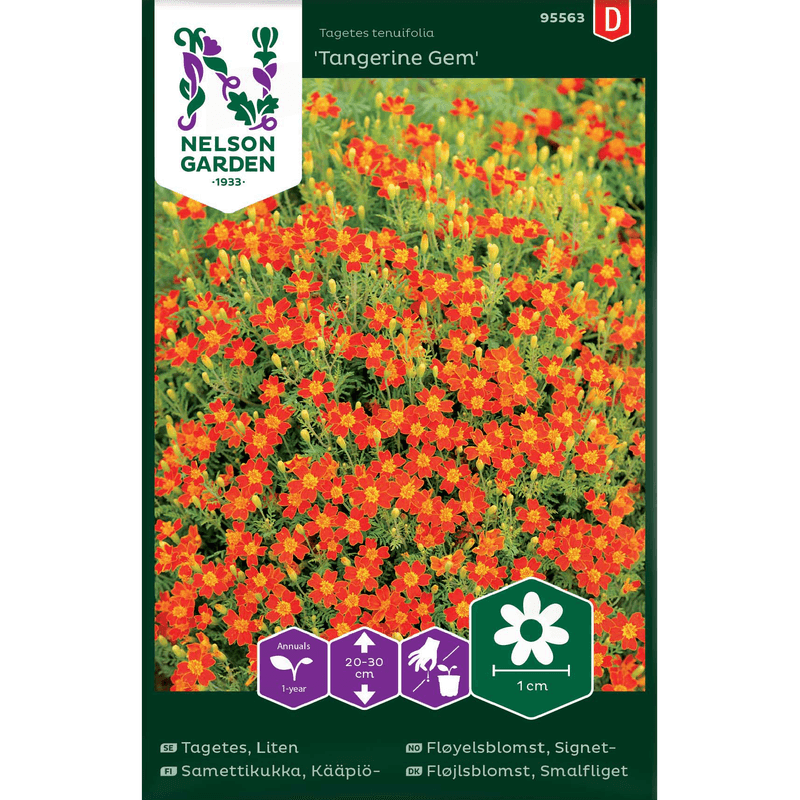 Signet-fløyelsblomst, 'Tangerine Gem'