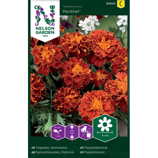 Hovedbilde Fløyelsblomst, Panther, lav