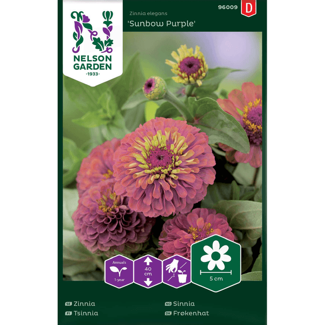 Hovedbilde Sinnia 'Sunbow Purple'  lilla