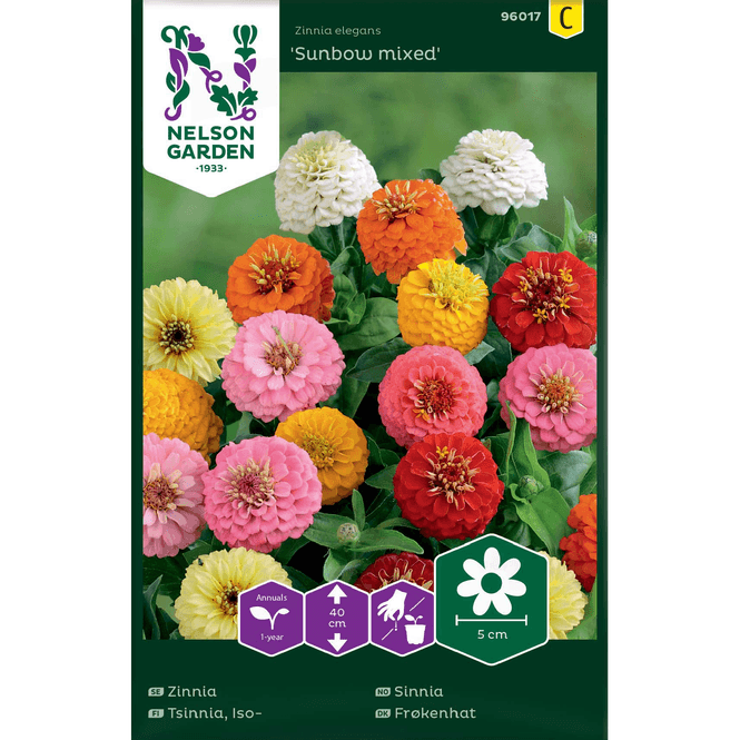 Hovedbilde Sinnia 'Sunbow'  blandede farger