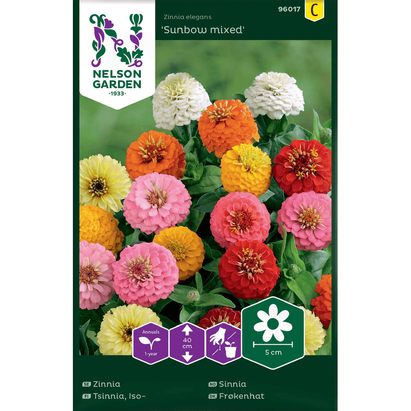 Sinnia 'Sunbow'  blandede farger