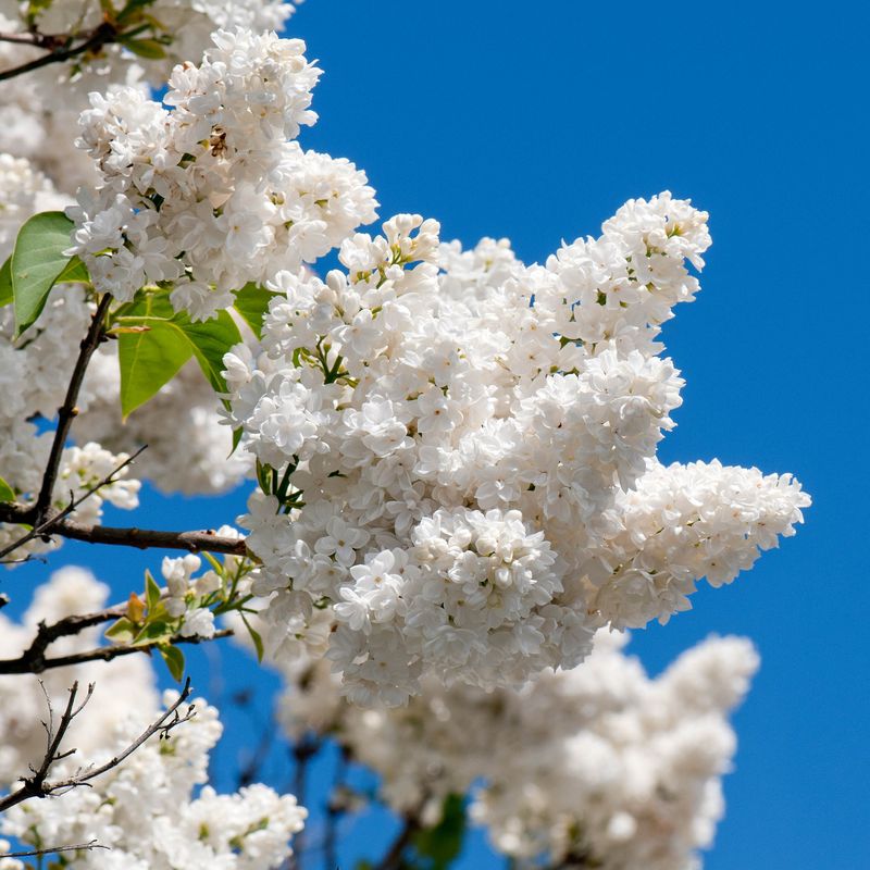 Syrin, oppstammet  'Mme Lemonine'