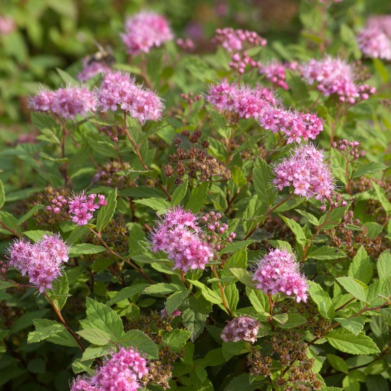 Prinsessespirea 'Nørholm'
