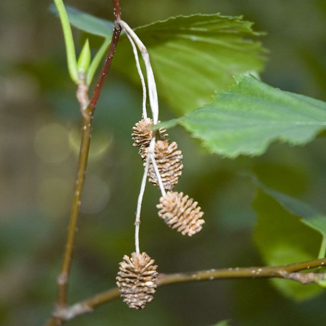Hovedbilde Søylesvartor  'Sakari'
