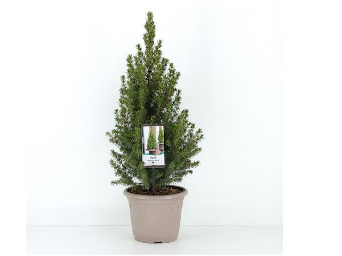 Hovedbilde Kjeglegran 'December' 