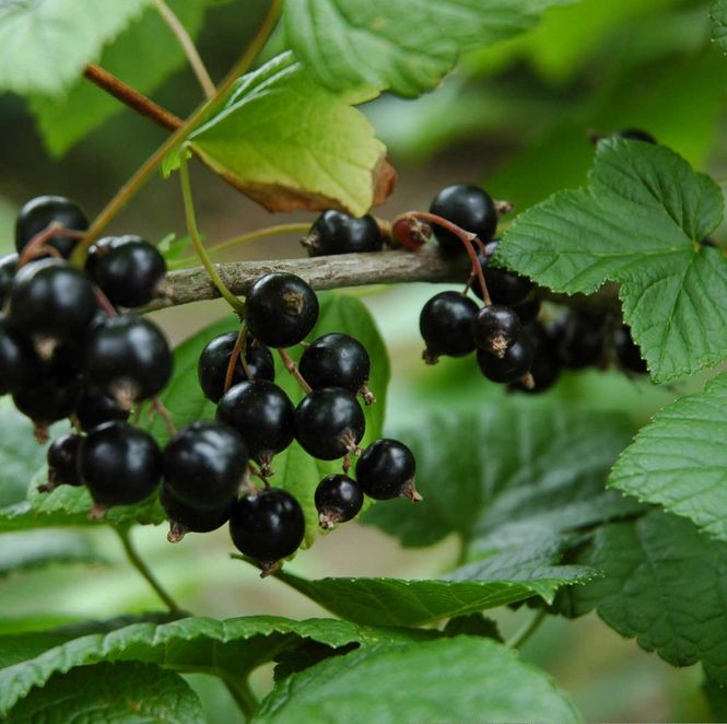 Hovedbilde Solbær 'Imandra'