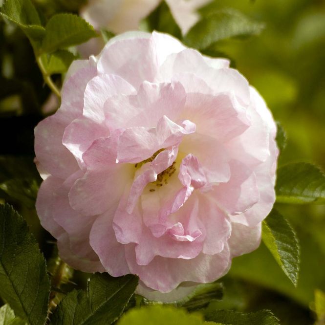 Hovedbilde Rigarose 'Ritausma', Busk-