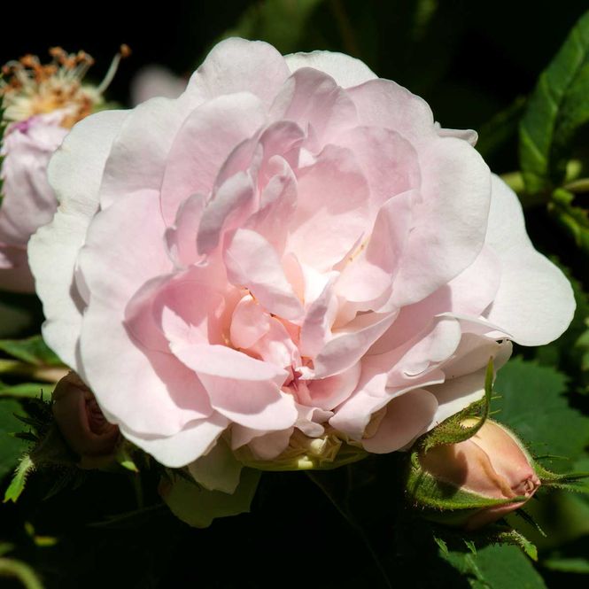 Hovedbilde Rose 'Maiden's Blush' Busk-