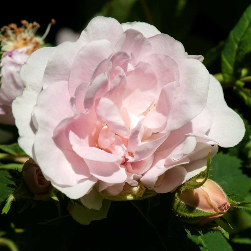 Rose 'Maiden's Blush' Busk-