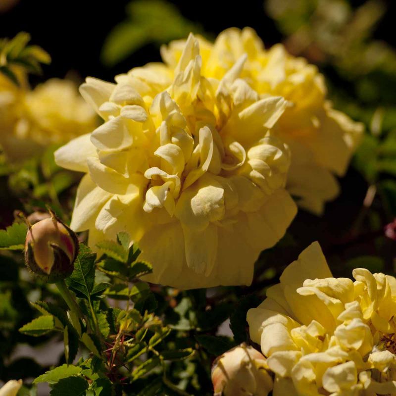 Trollnyperose  'Namdalsrose', Busk-