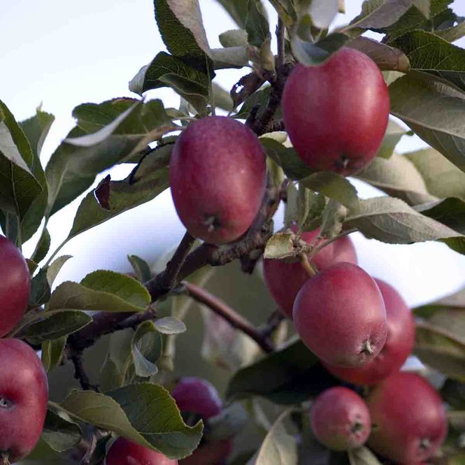 Hovedbilde Epletre 'Rød Sävstaholm'