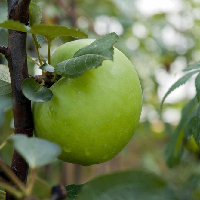 Hovedbilde Epletre 'Filippa'