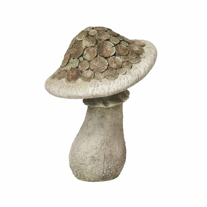 Hovedbilde Seta sopp Natur smal