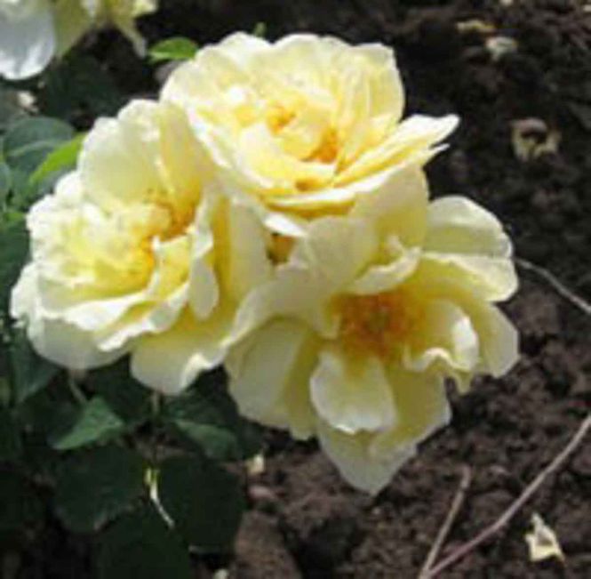 Hovedbilde Rynkerose 'Gelbe Dagmar Hastrup' Busk-