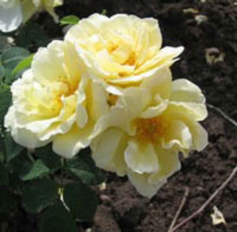 Rynkerose 'Gelbe Dagmar Hastrup' Busk-