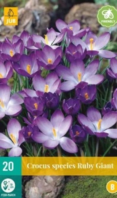 Hovedbilde Krokus, Botanisk-  'Ruby Giant' 20pk