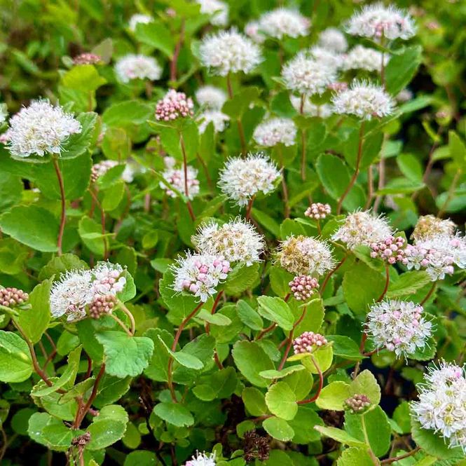 Hovedbilde Dvergbjørkspirea 'Lumikki'