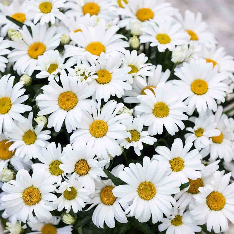 Storkrage 'Western Star Leo'