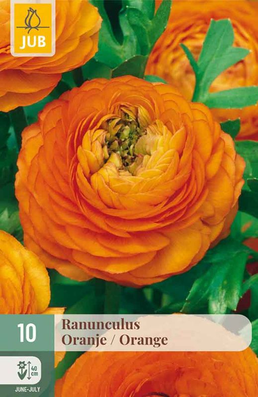 Ranunkler 'Orange' 10pk