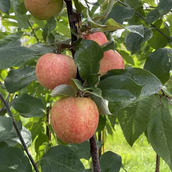 Frukt - og bærplanter