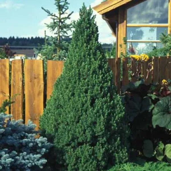 Vintergrønne planter