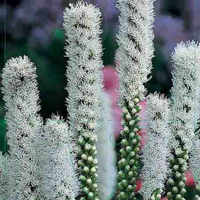 Hovedbilde Akssøyleblomst  'Floristan Weiss'