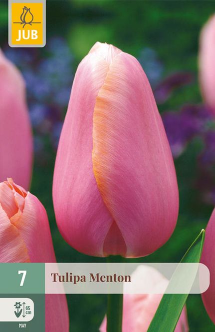 Hovedbilde Tulipanløk 'Menton' 7pk