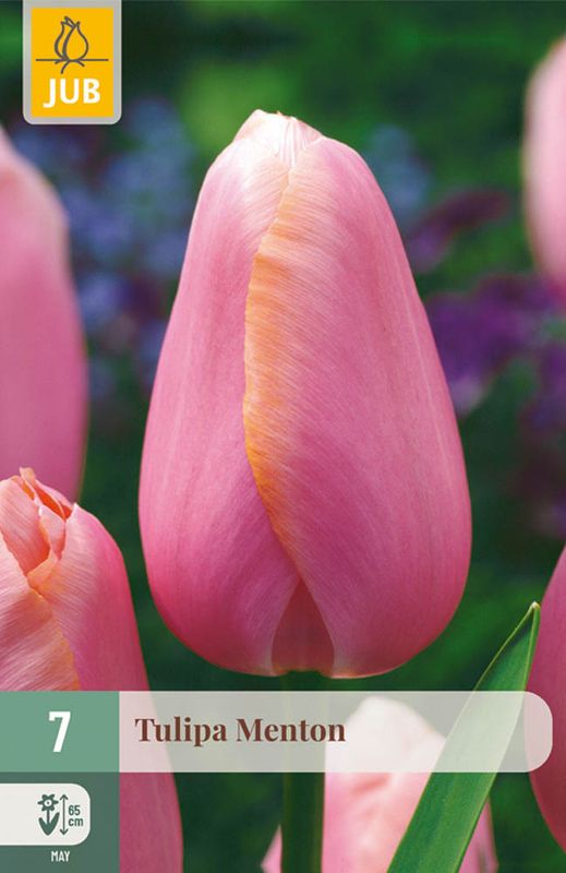 Tulipanløk 'Menton' 7pk